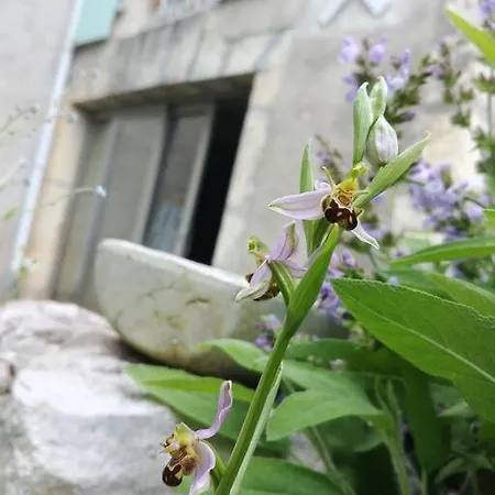 Le Terrier ميرْكو